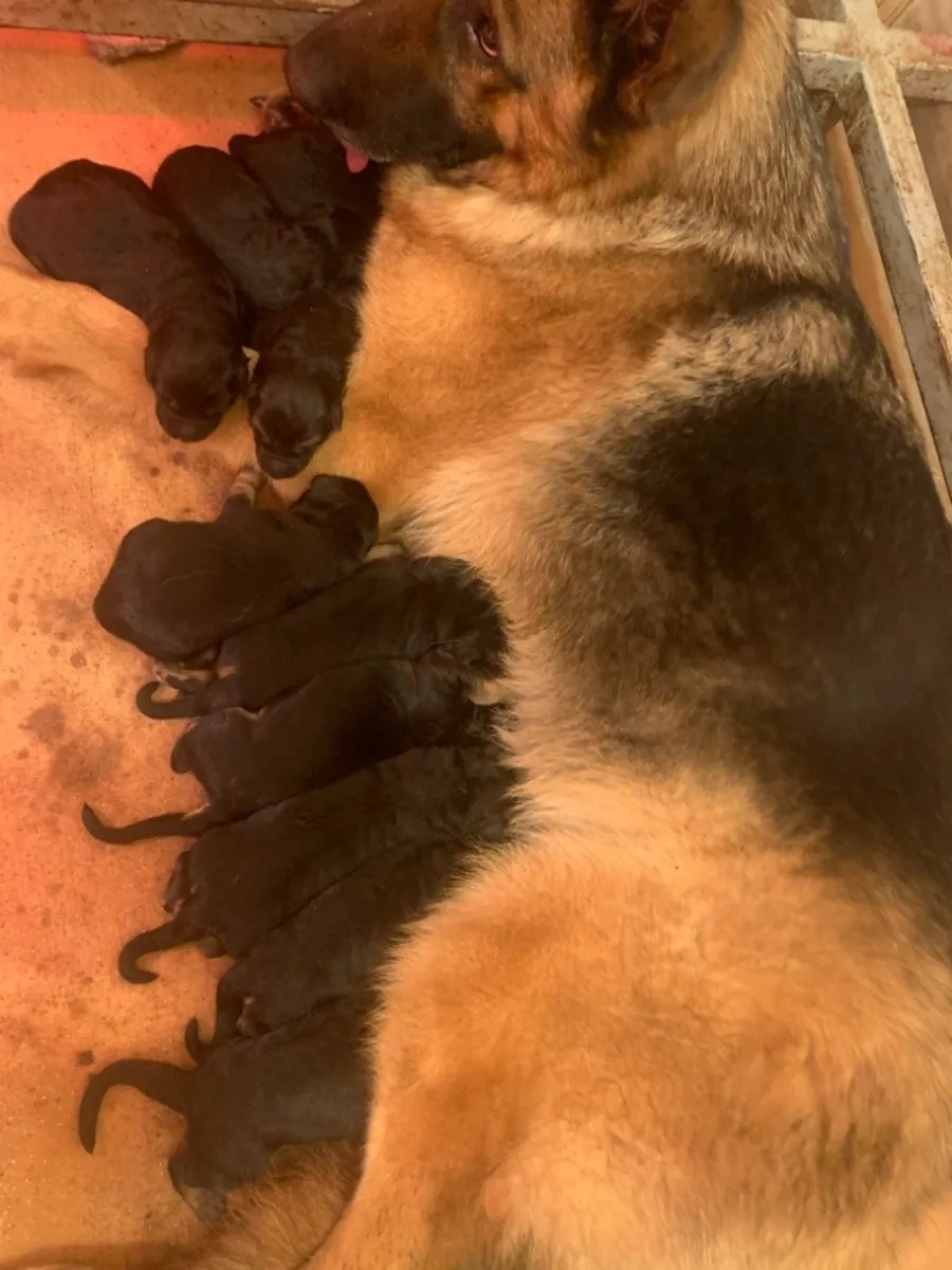 Donación de preciosos cachorros de pastor alemán.