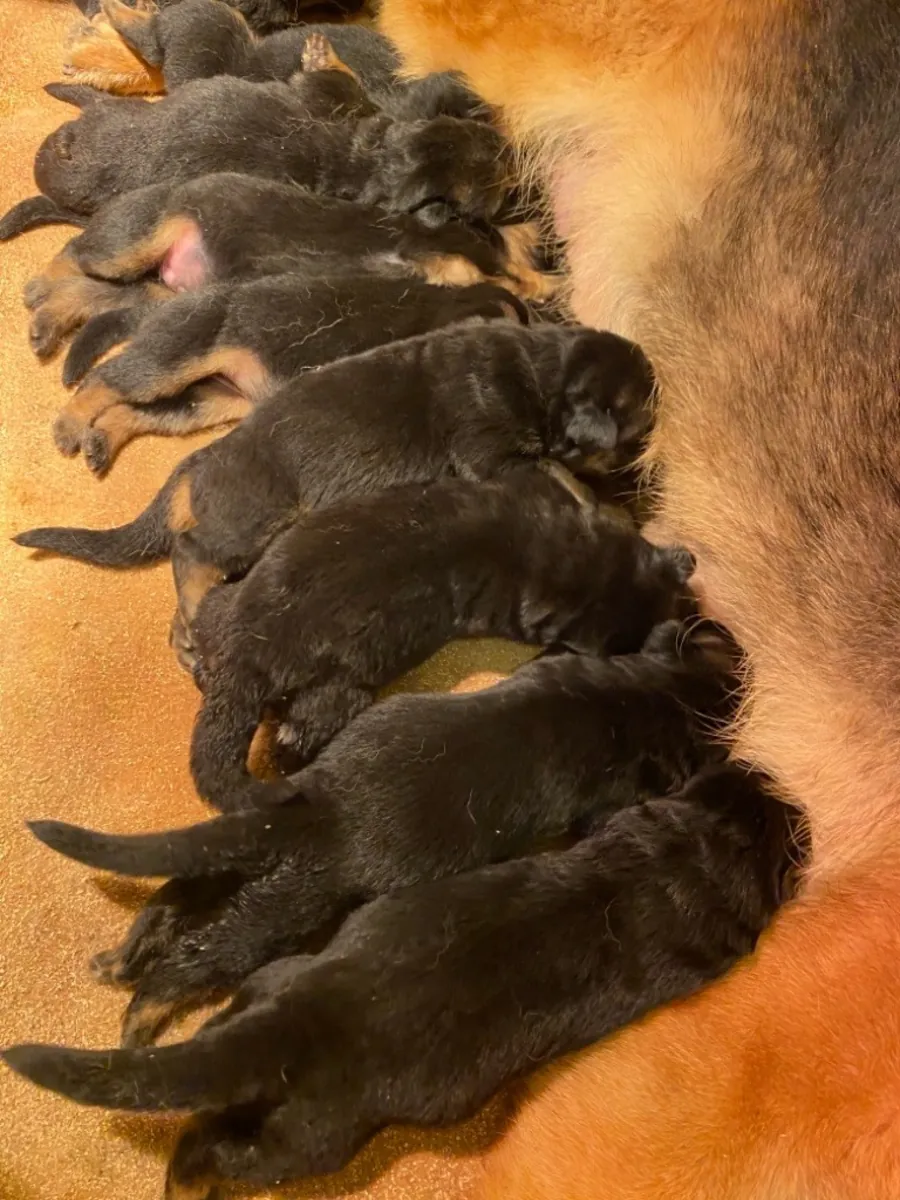 Donación de preciosos cachorros de pastor alemán.