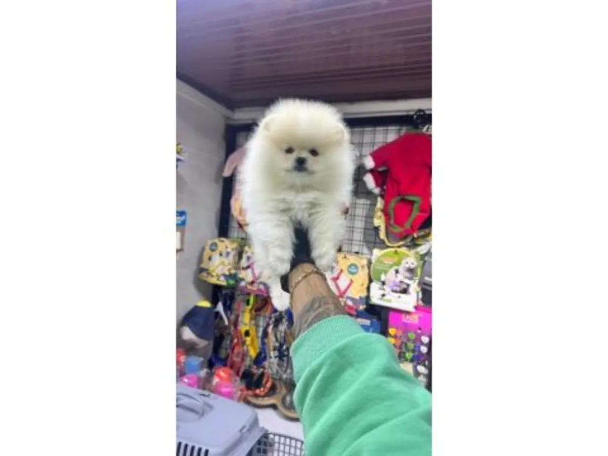 家庭环境中成长的白色博美公犬