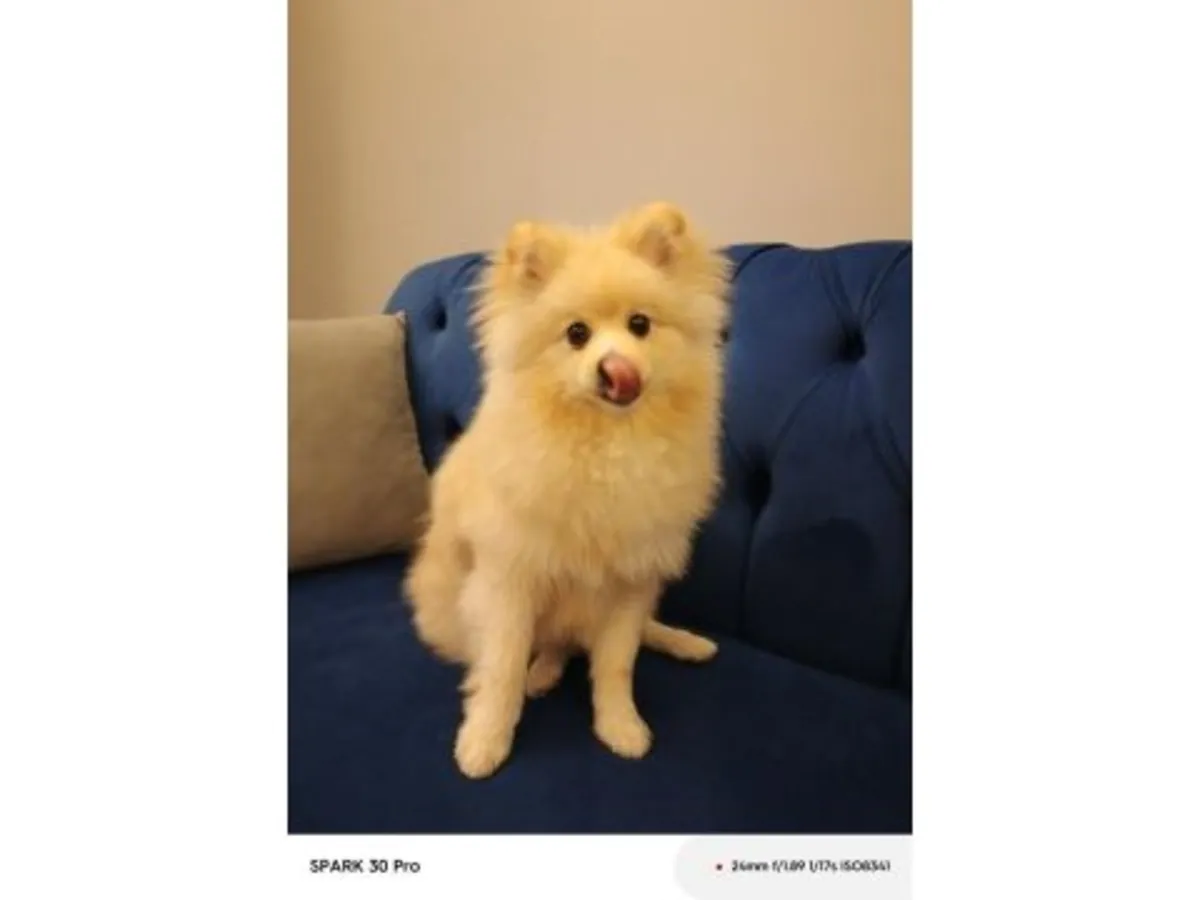 寻找新家庭的成年白色博美女犬