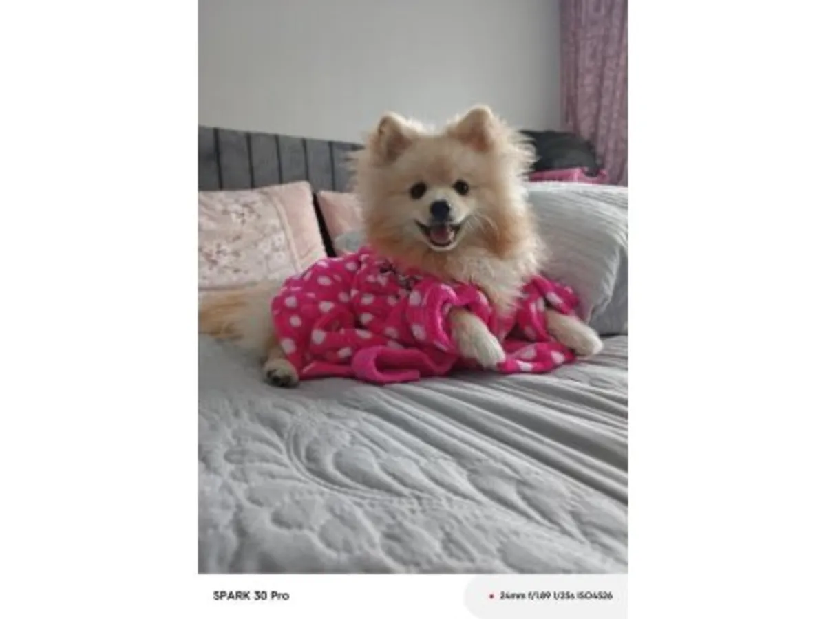 寻找新家庭的成年白色博美女犬