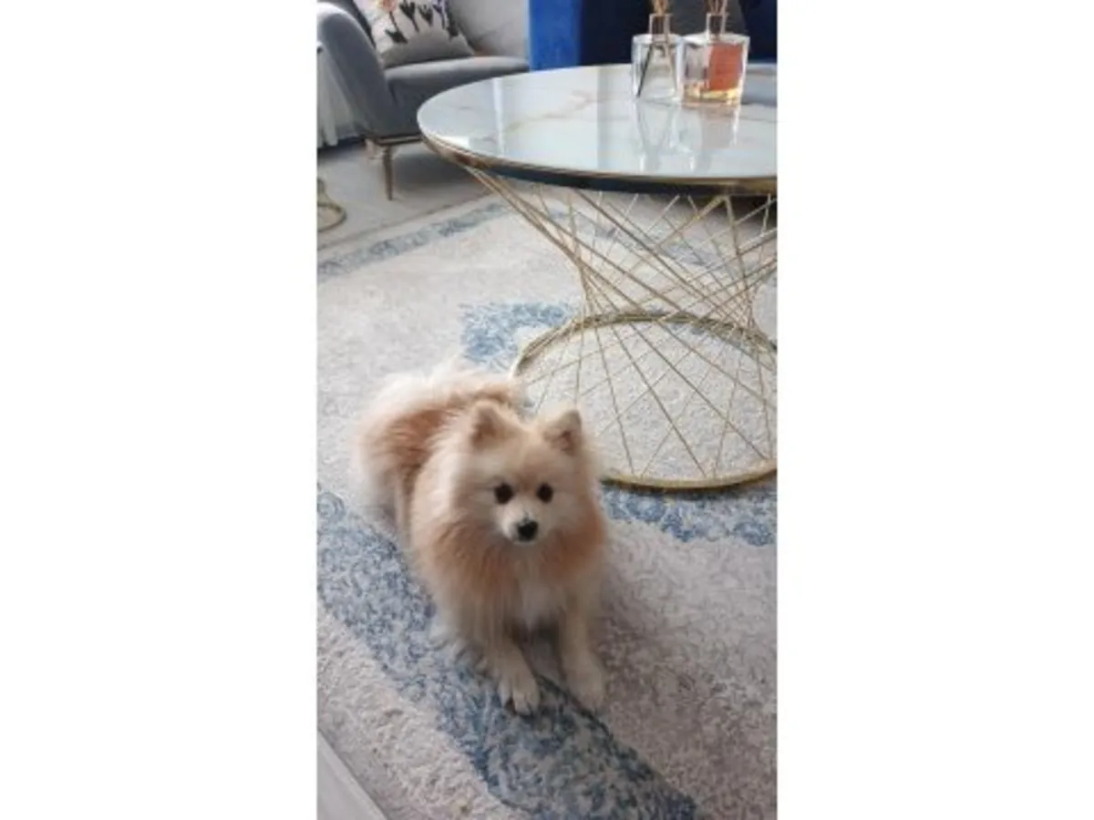 寻找新家庭的成年白色博美女犬