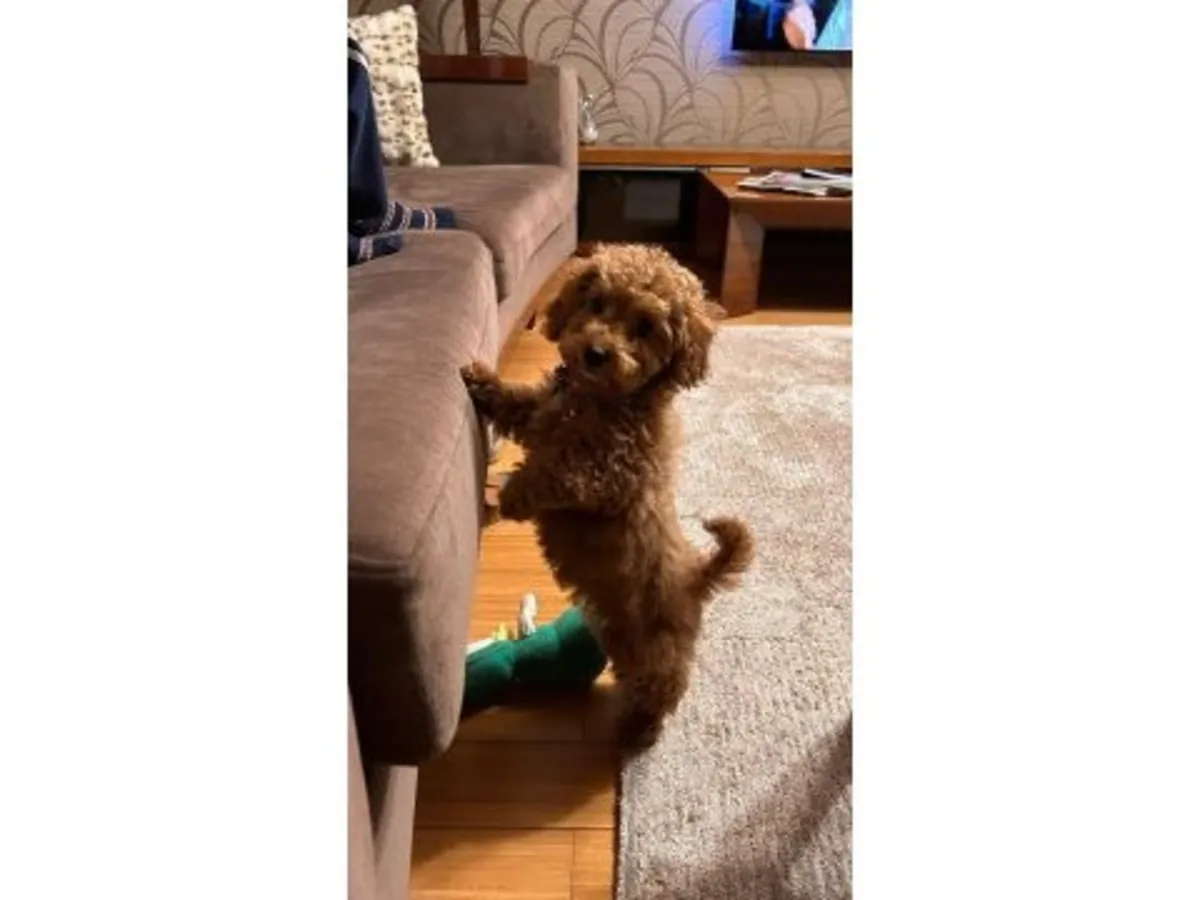 稳定性格的棕色玩具贵宾公犬