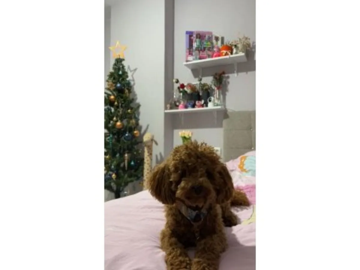 寻找稳定家庭的棕色贵宾母犬