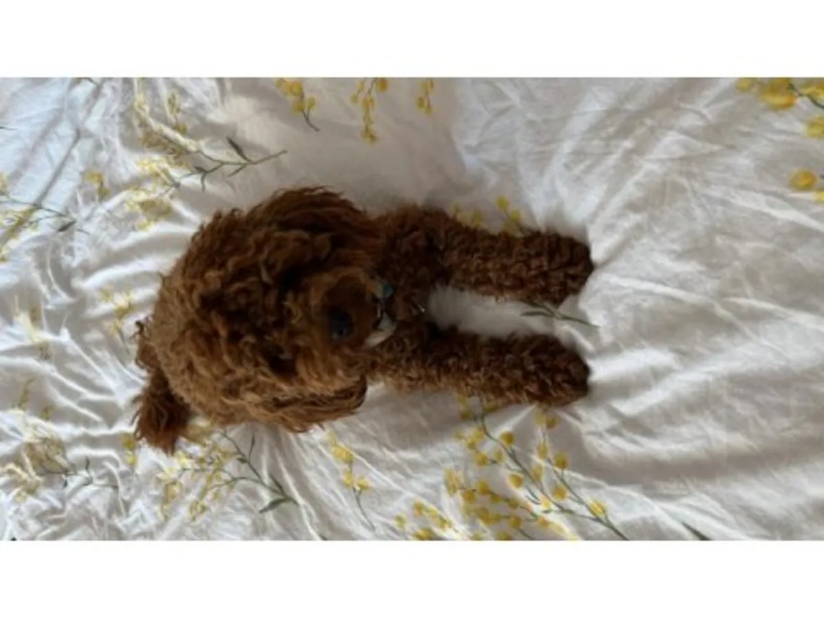 寻找稳定家庭的棕色贵宾母犬