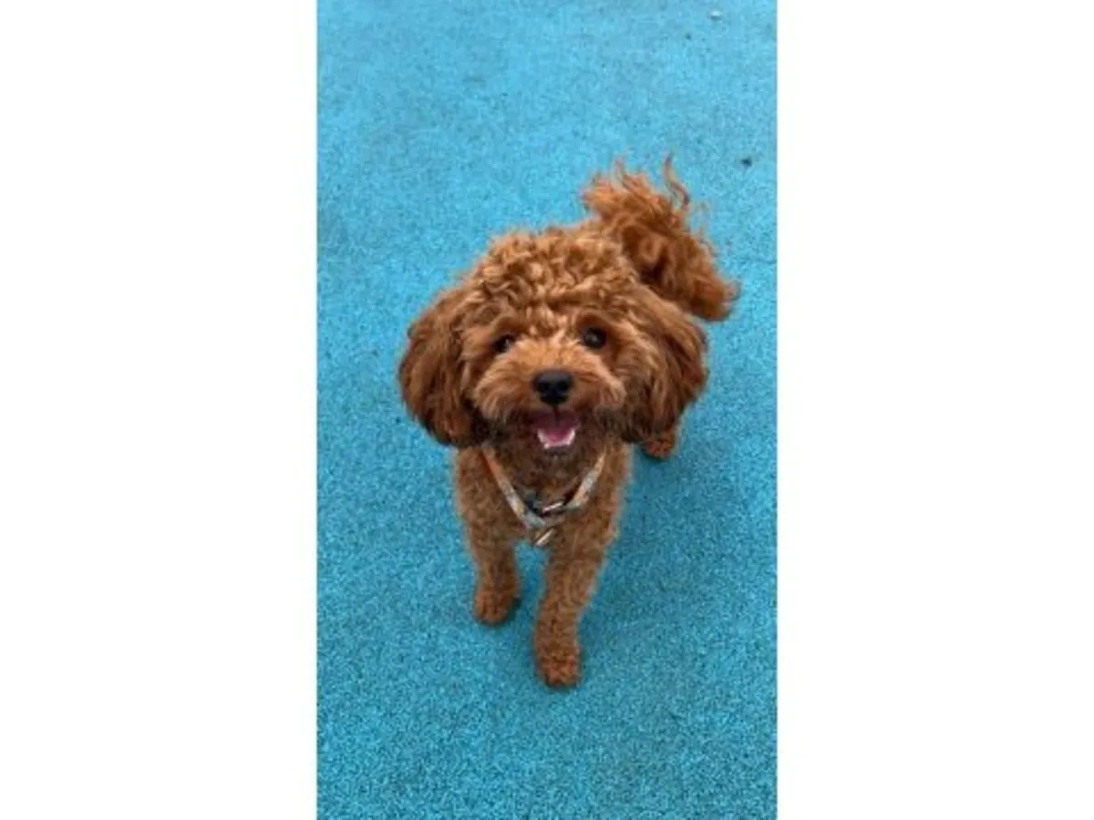 寻找稳定家庭的棕色贵宾母犬