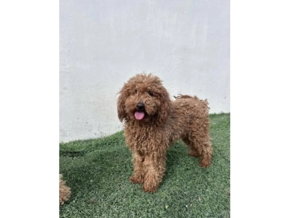 成熟棕色贵宾公犬寻找永久家庭