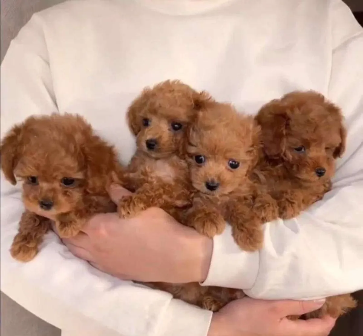 Poodle puppies ready for their new home.