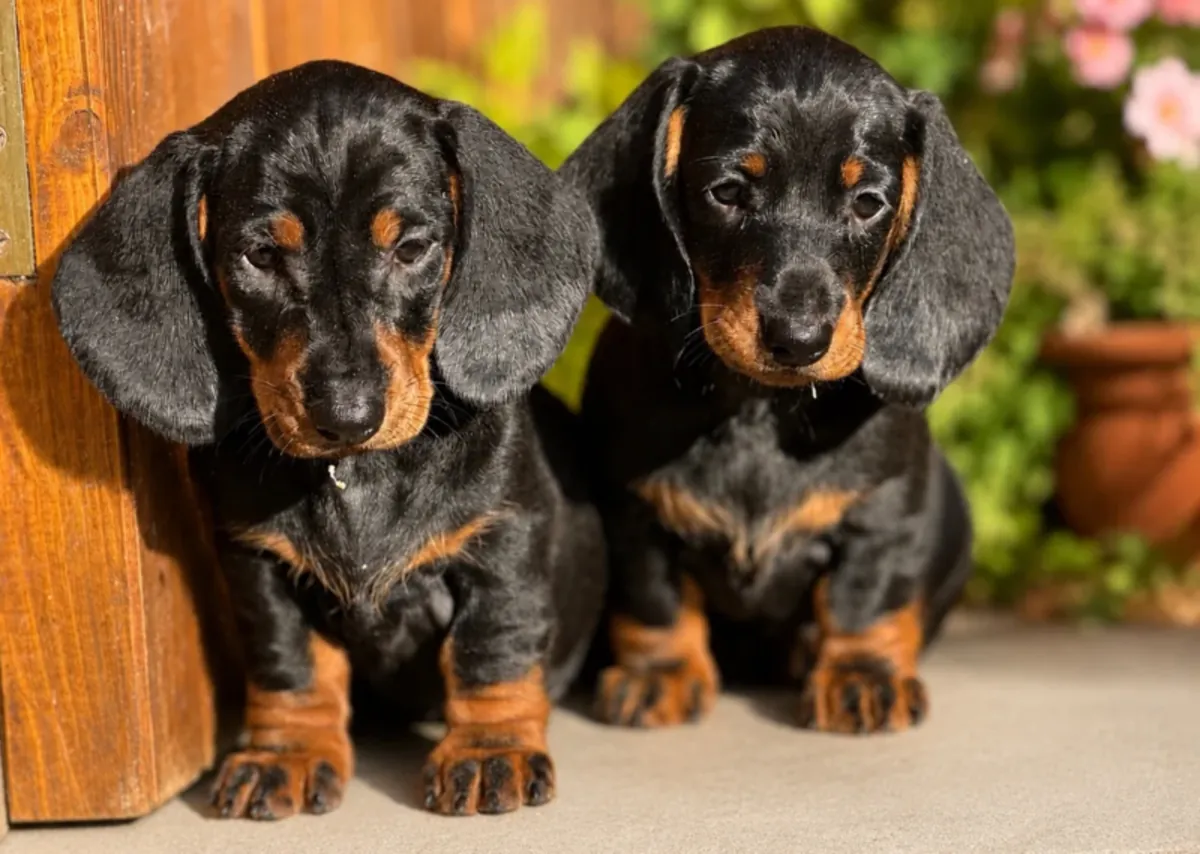 Cachorros de teckel estándar de pelo liso, negros y fuego.
