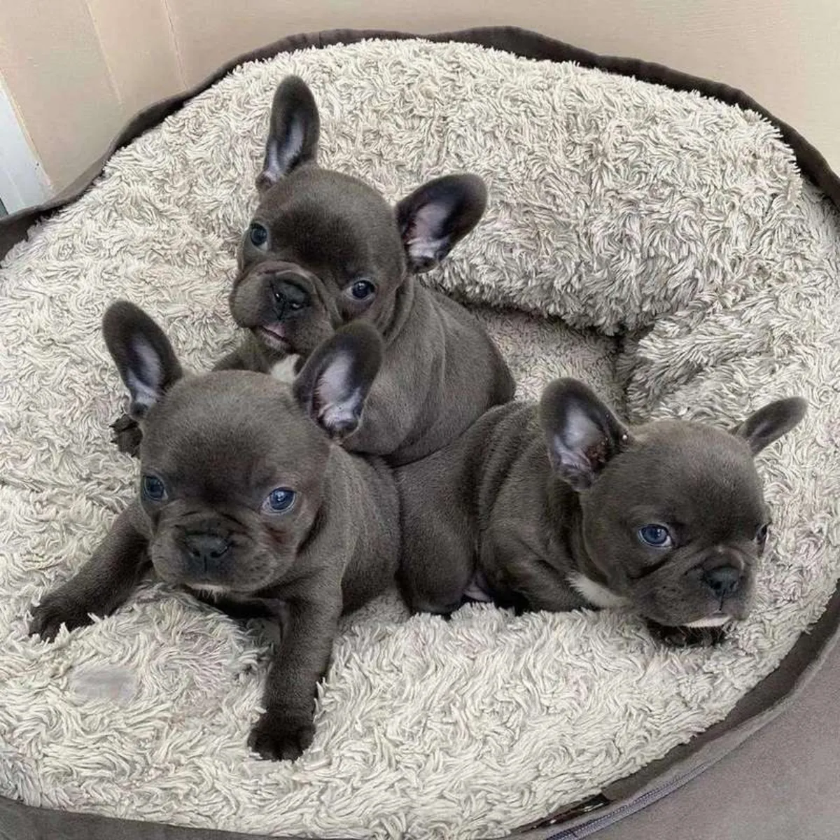 Chiots bouledogues français prêts à rejoindre leur nouvelle famille.