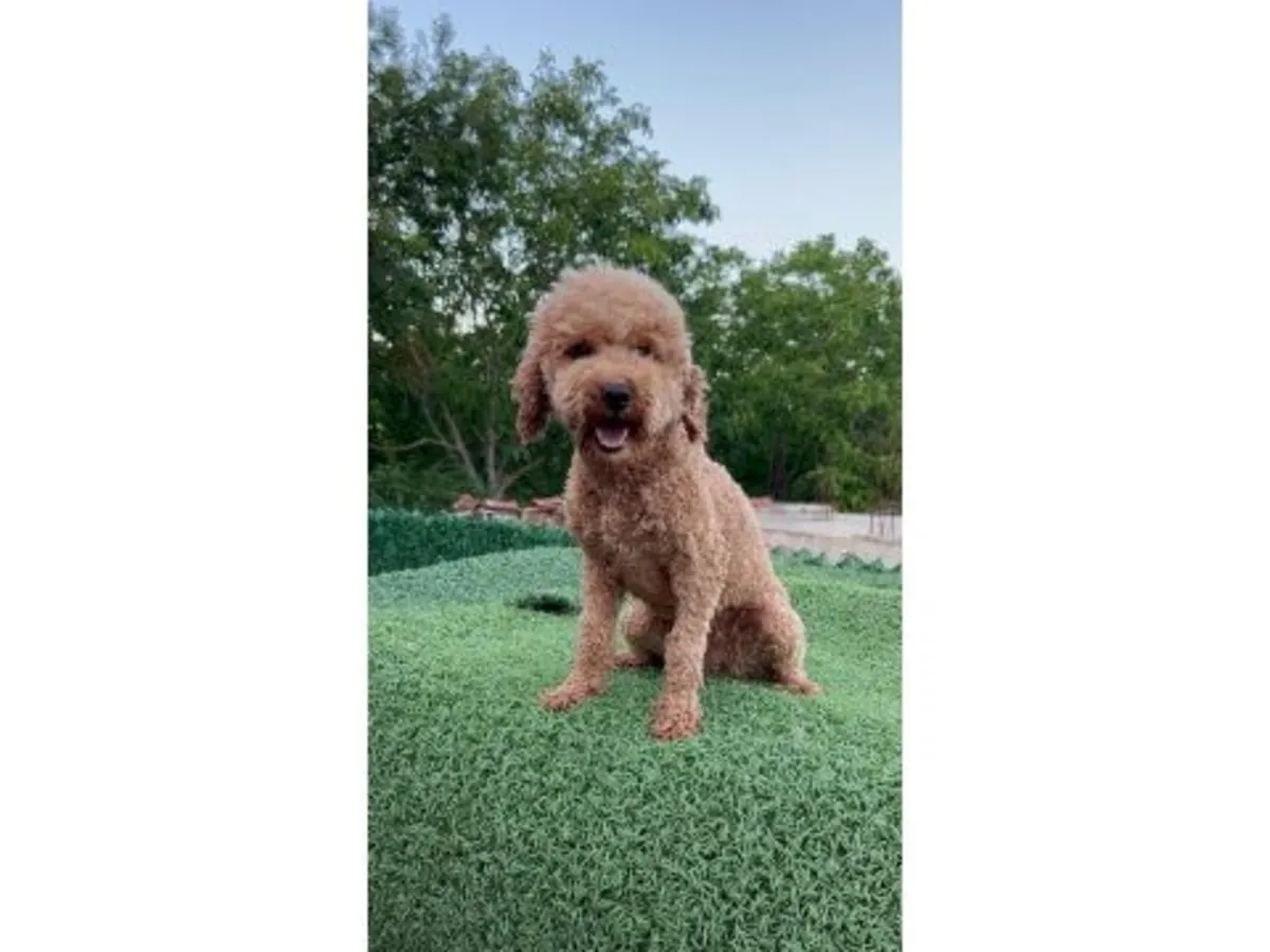 成熟棕色贵宾母犬寻找稳定家庭