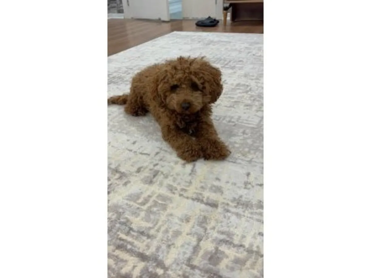 成年棕色贵宾公犬寻找永久家庭