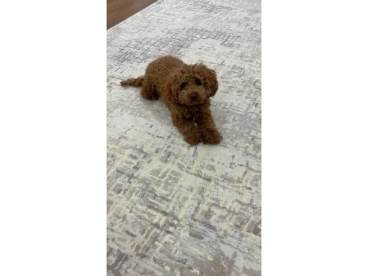 成年棕色贵宾公犬寻找永久家庭