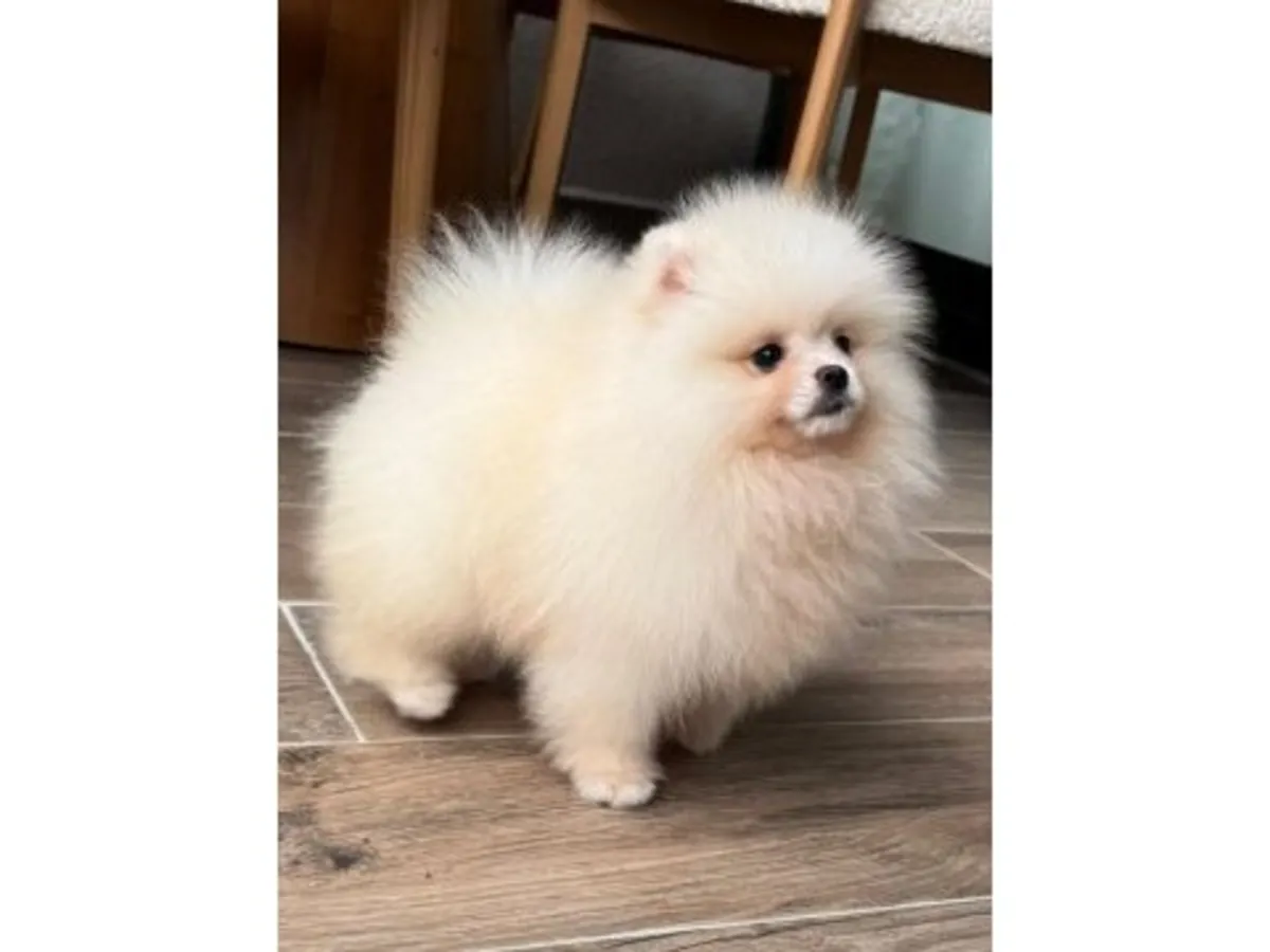 稳定家庭环境成长的白色博美公犬