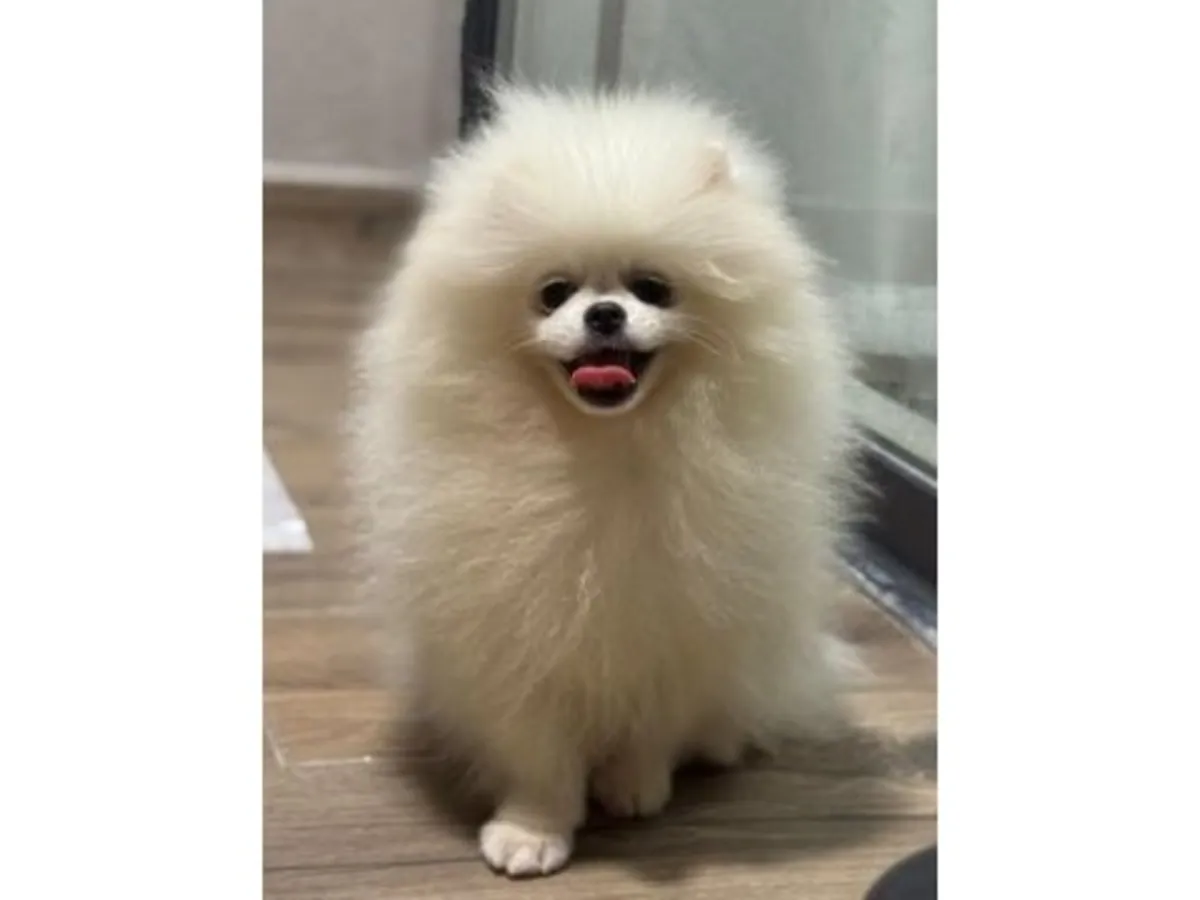 稳定家庭环境成长的白色博美公犬