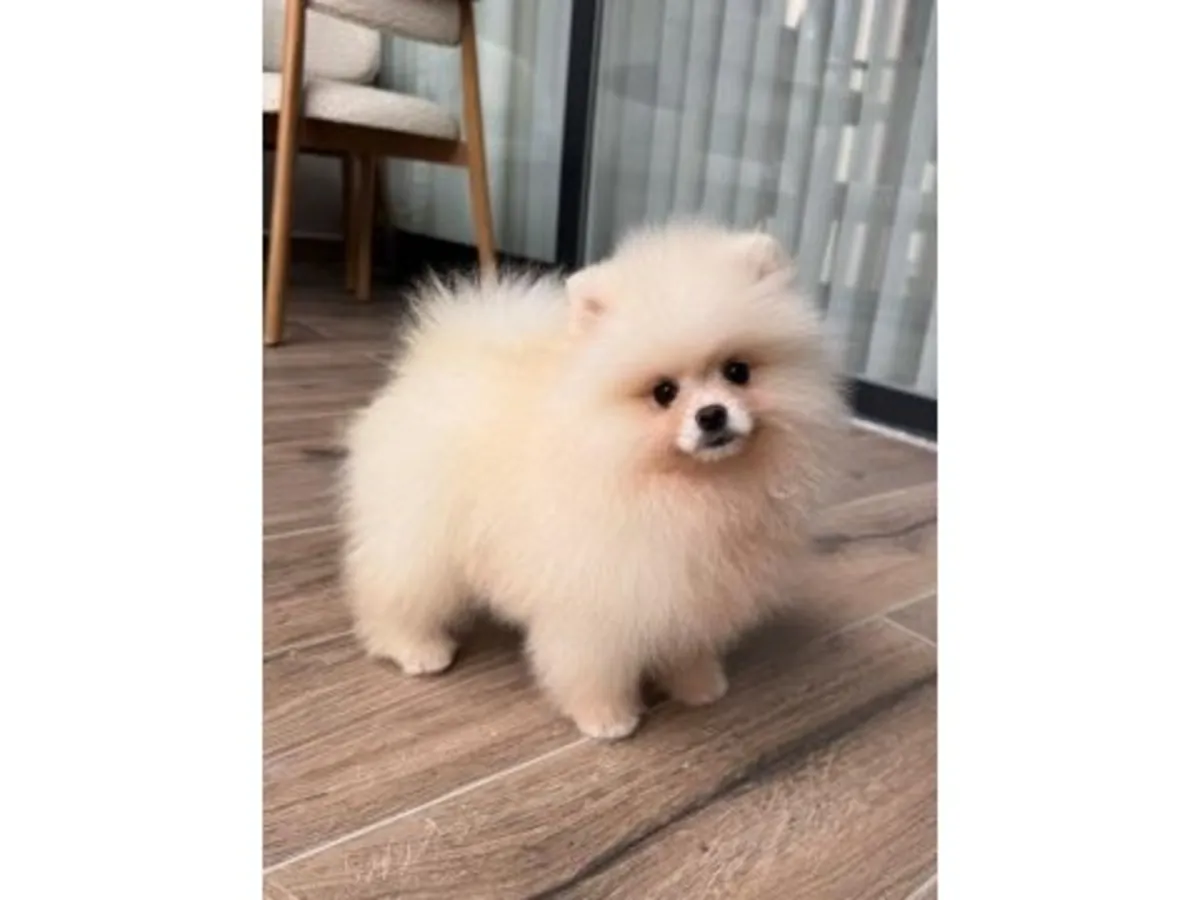 稳定家庭环境成长的白色博美公犬