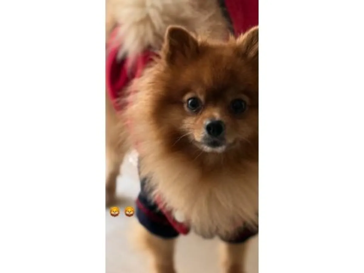 成年白色博美女犬寻找新家庭