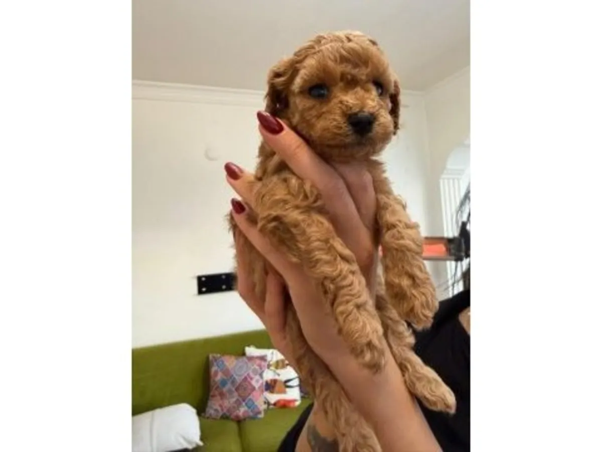 性格平衡的棕色玩具贵宾公犬