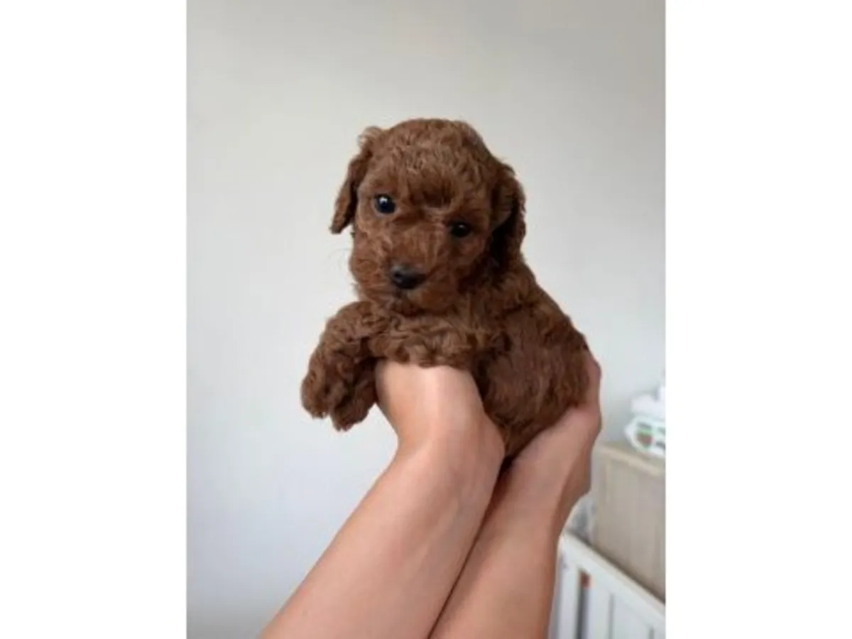 性格平衡的棕色玩具贵宾公犬