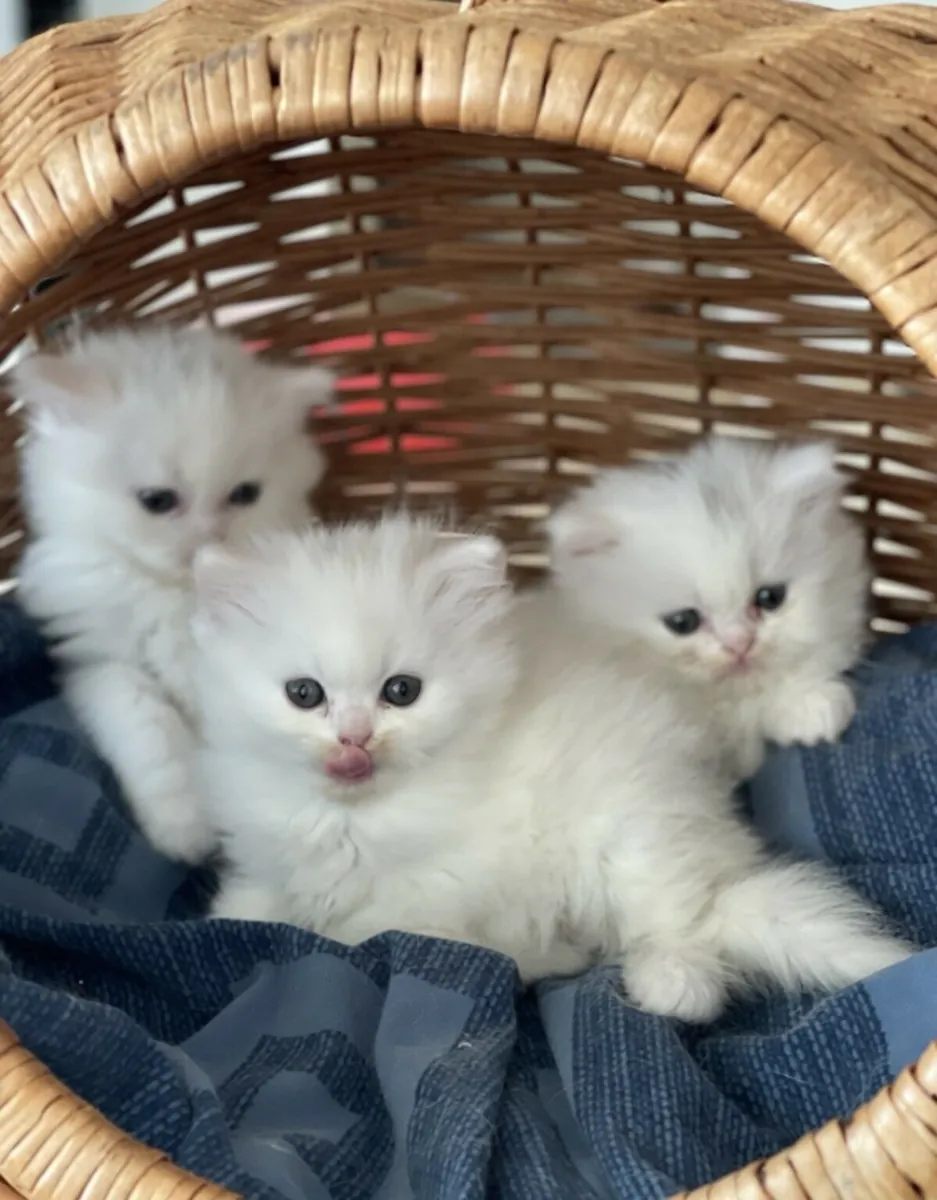 3 Persian kittens available