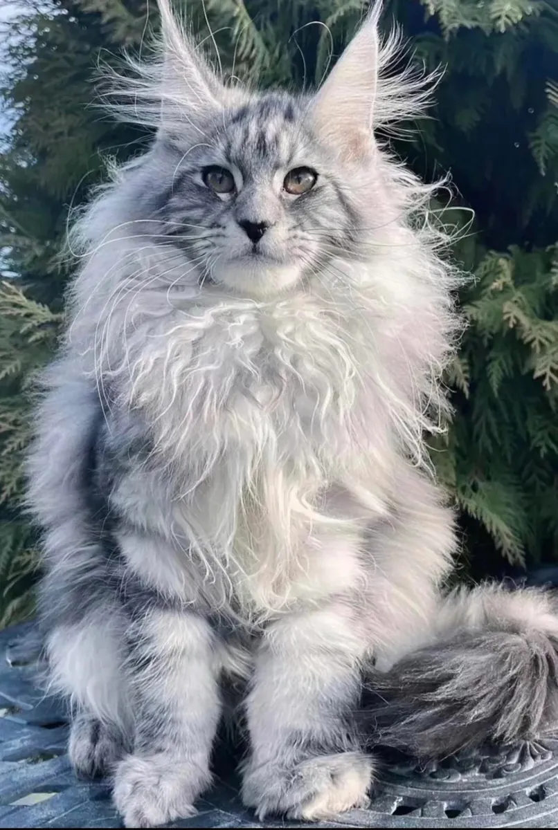 Maine Coon Cat - Loving, Intelligent & Majestic Family Pets
