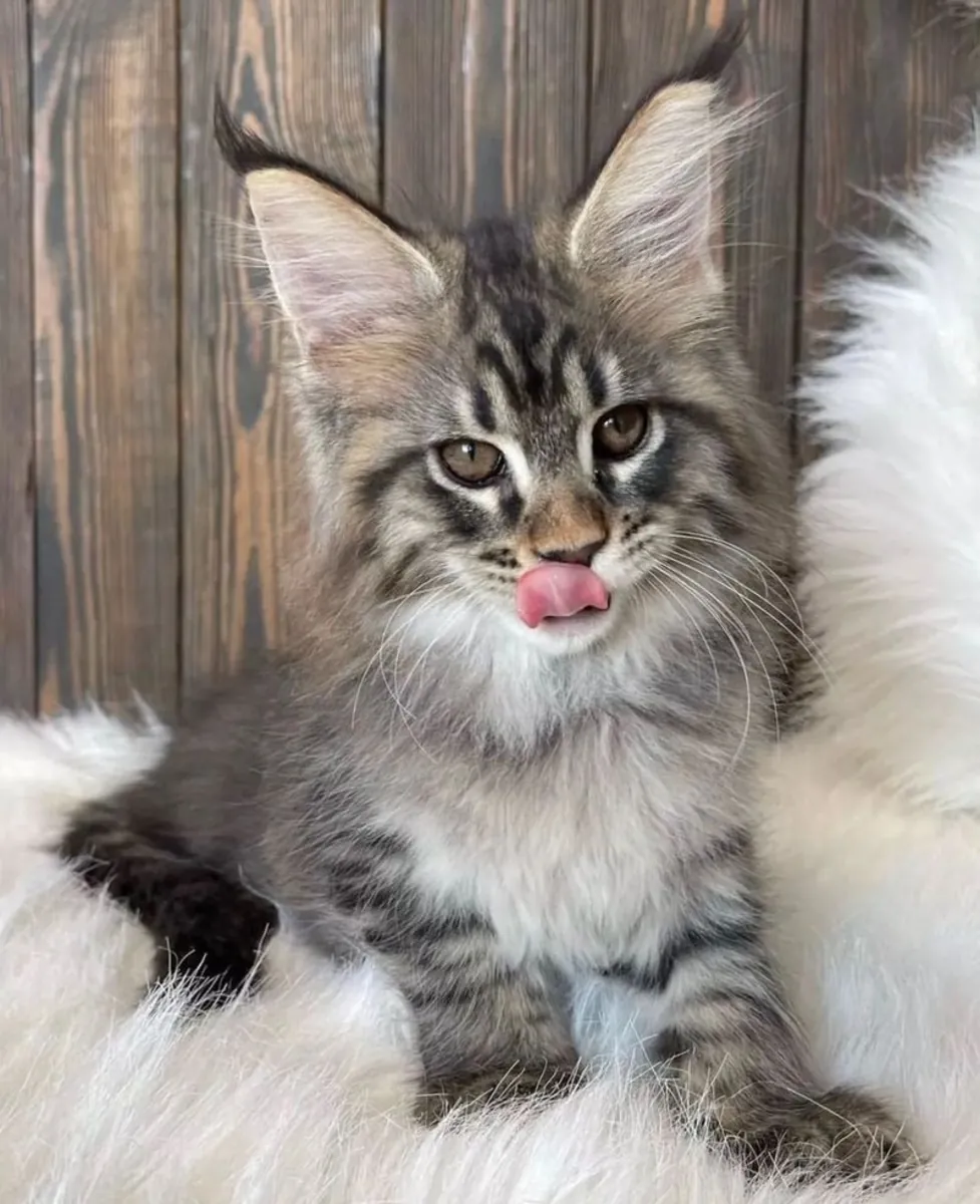Beautiful Maine Coon Kittens Available – Male & Female