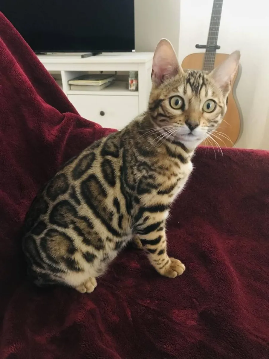 chaton du Bengale