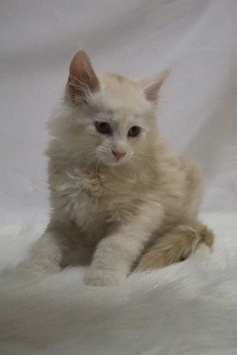 Gatos Maine Coon en venta: Compañeros encantadores y vivaces.