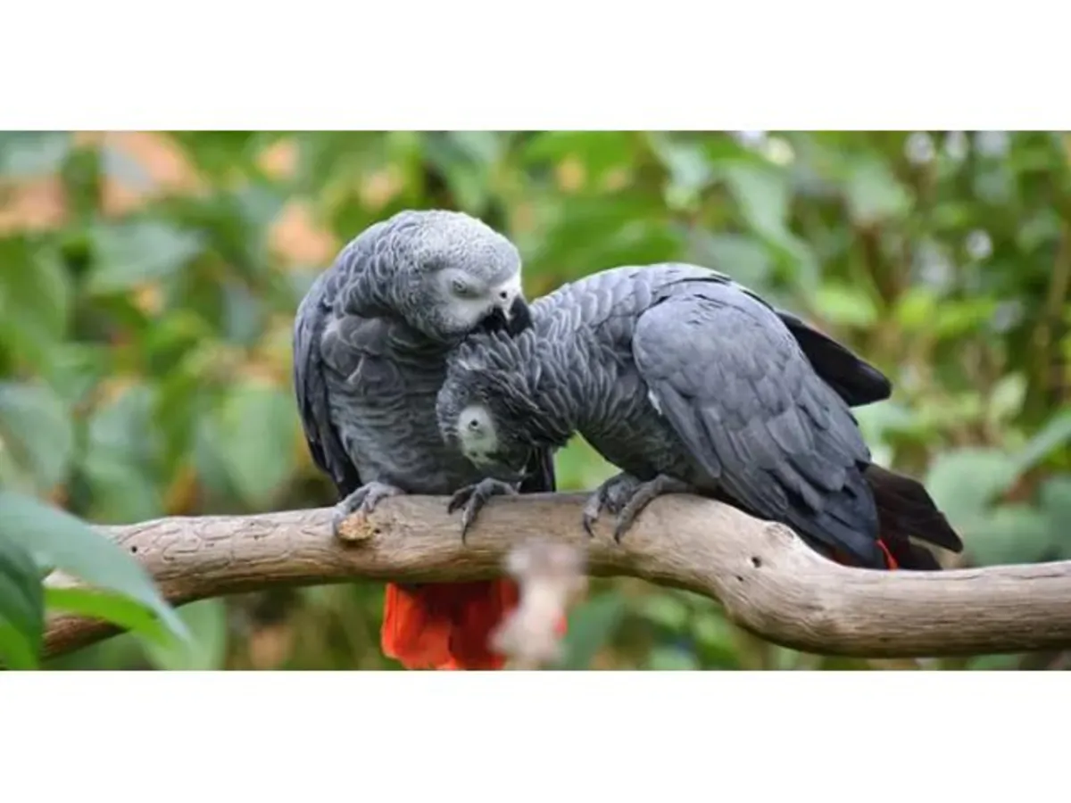 Very pretty African Grey parrot, perfect as a gift