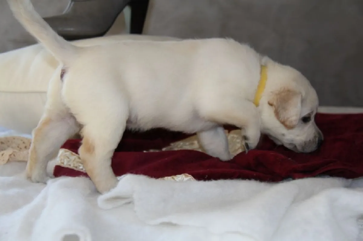 Muhteşem bir Labrador Retriever yavrusu hediye edilecek.