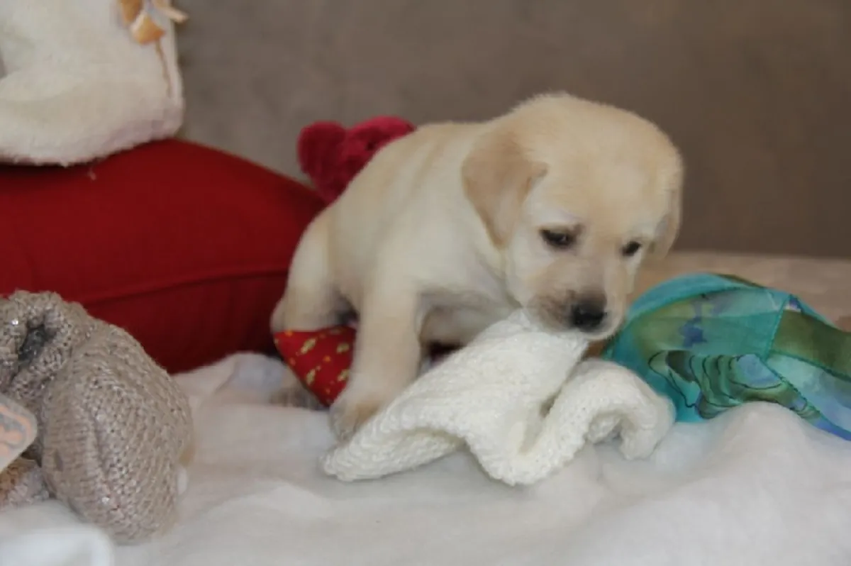Muhteşem bir Labrador Retriever yavrusu hediye edilecek.