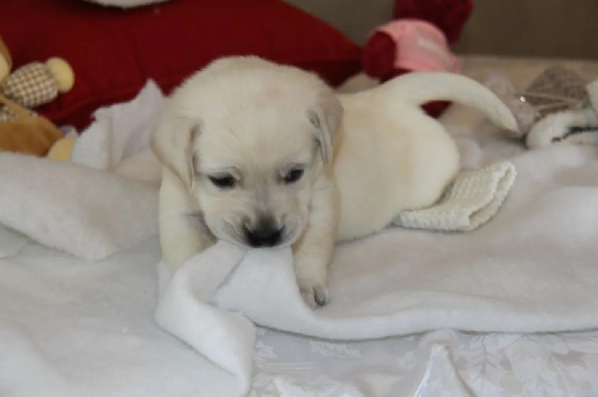 Beautiful breed Labrador Retriever puppy for adoption
