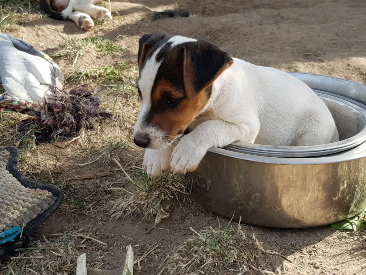 tres jolie jack russel a ceder