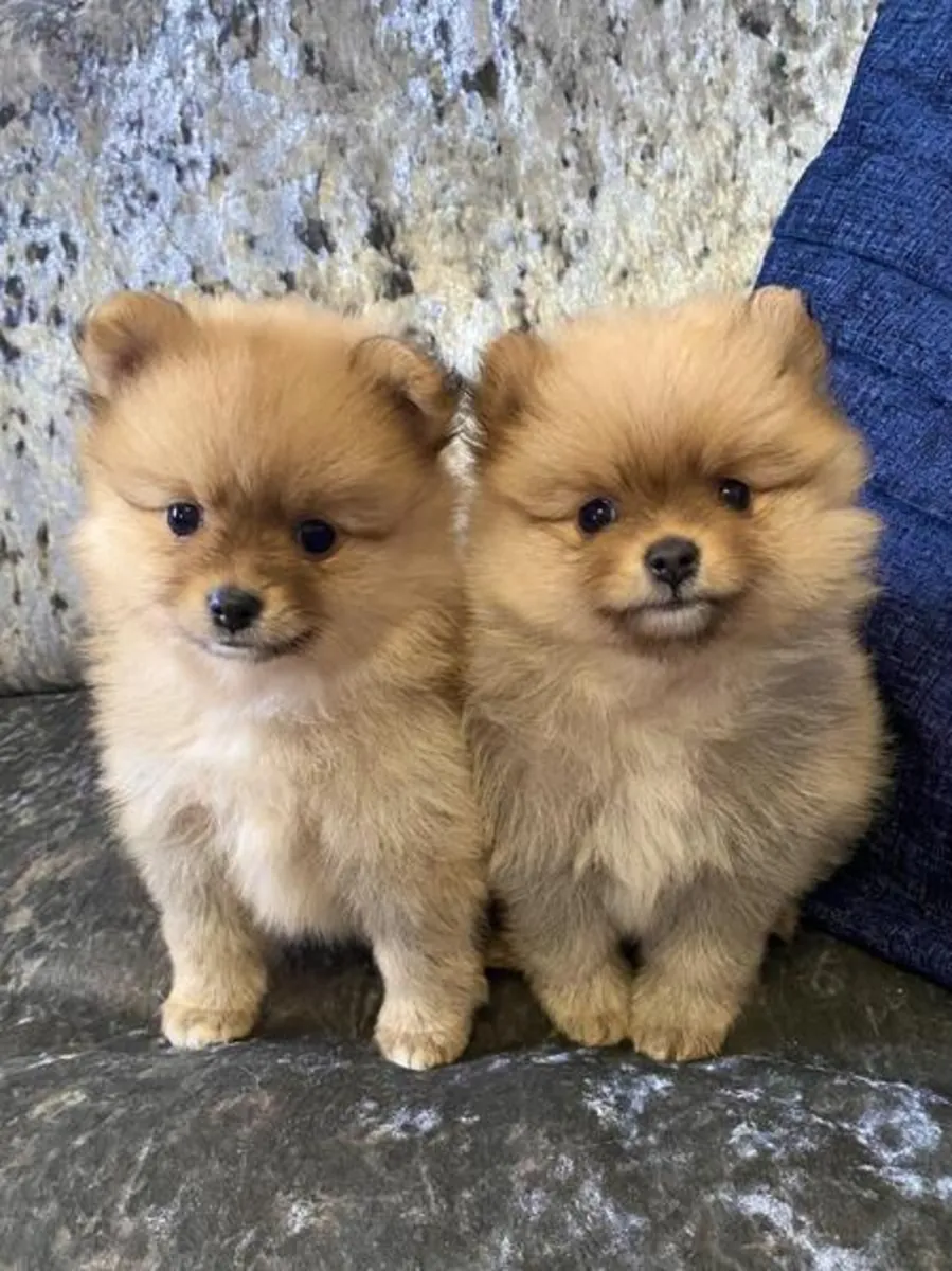Cachorros malteses Dibongo Playmate.