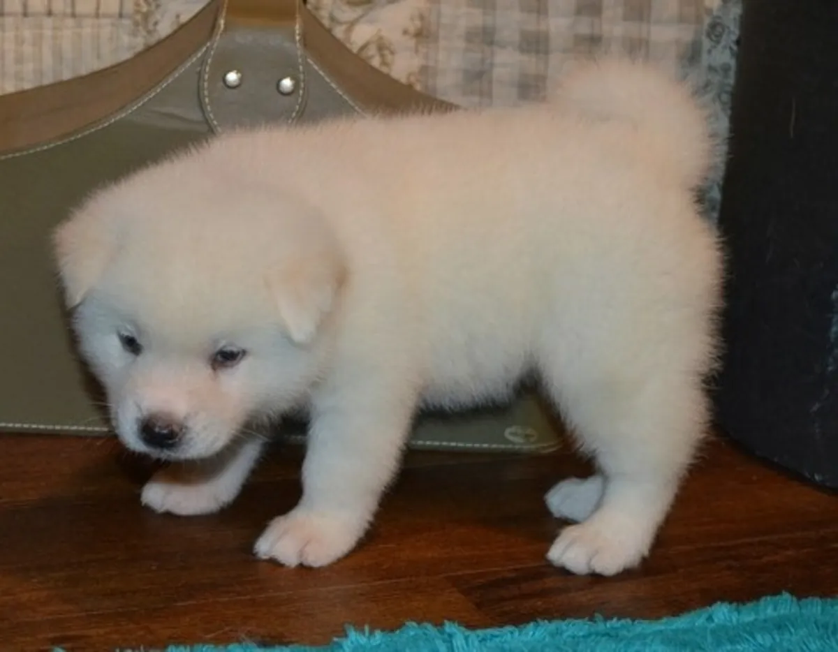 Cachorros Akita de Kasco Dan Binam.