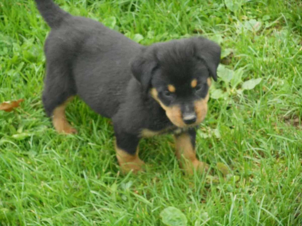 优秀的罗威纳犬，公犬和母犬都有。