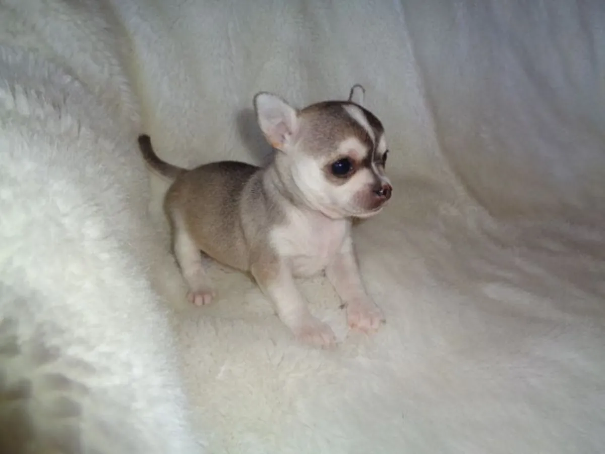 Superbe chiot de race chihuahua a donner