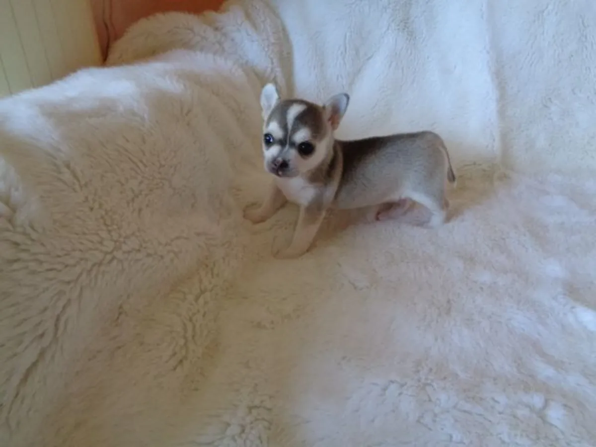 Superbe chiot de race chihuahua a donner