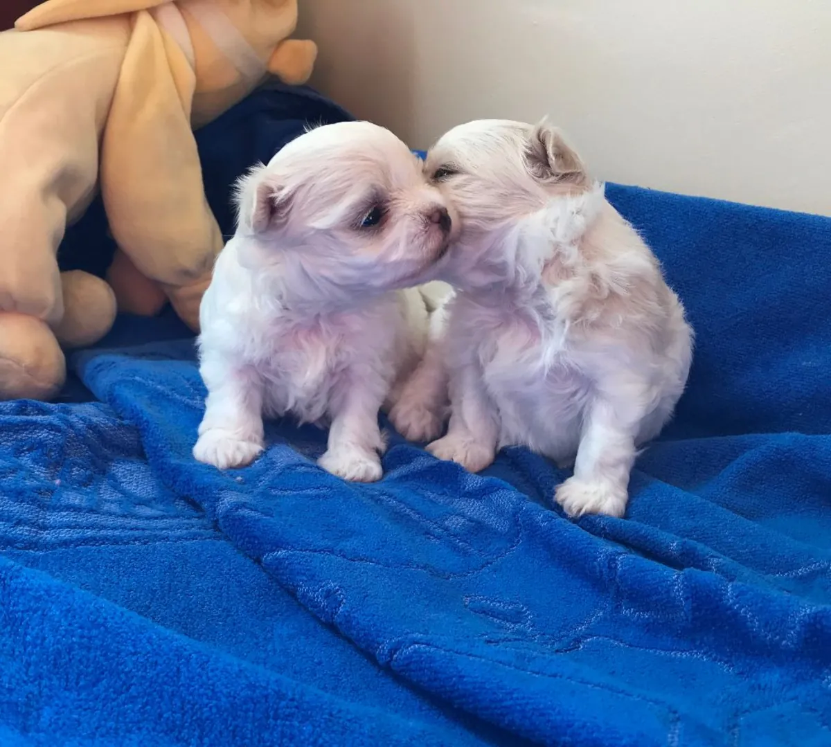 可爱的马尔济斯犬幼犬待领养