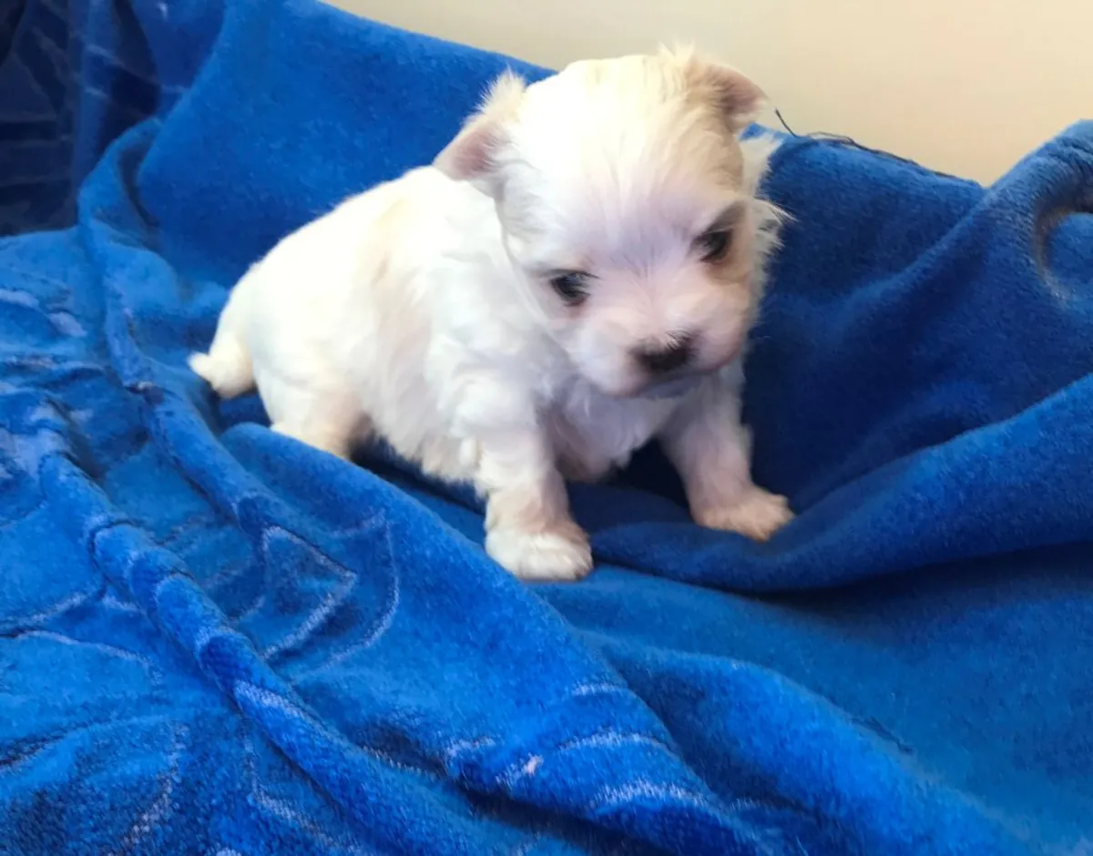 可爱的马尔济斯犬幼犬待领养