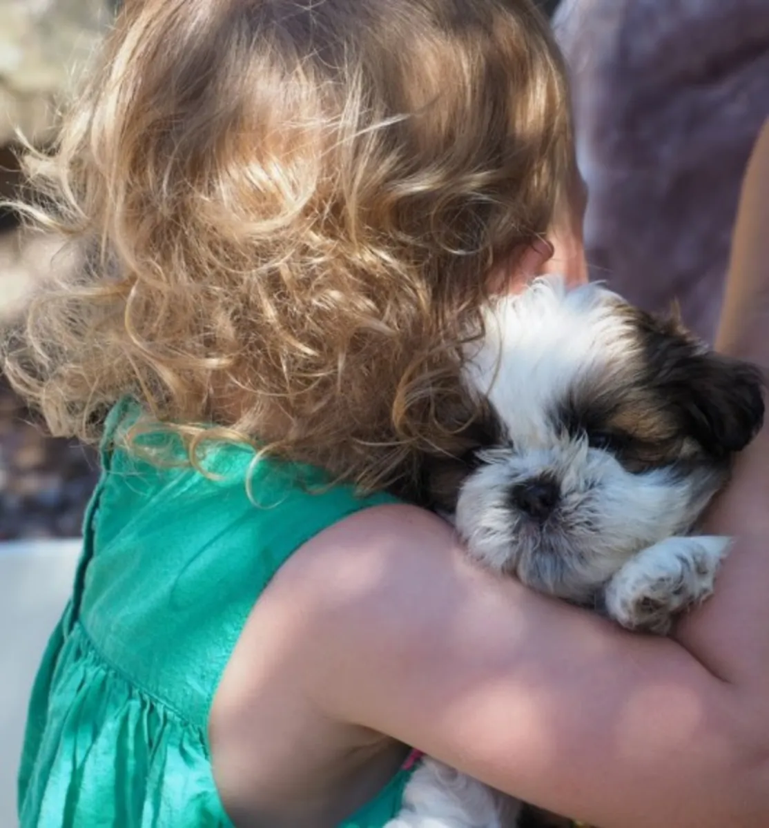 Precious purebred Shih Tzu puppies