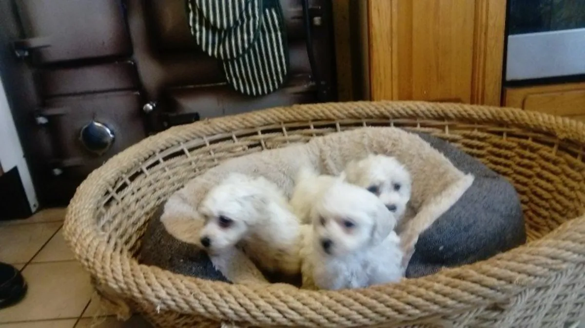 Adorable Bichon Frise puppies