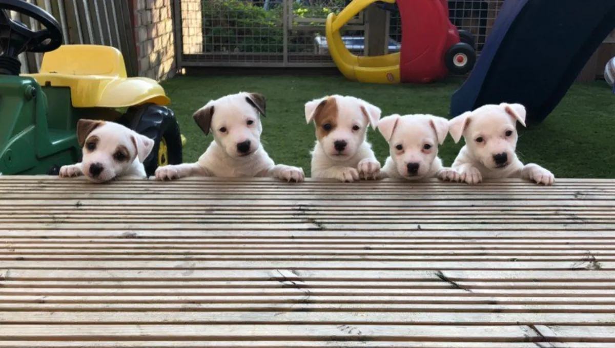 Precious Jack Russell puppies
