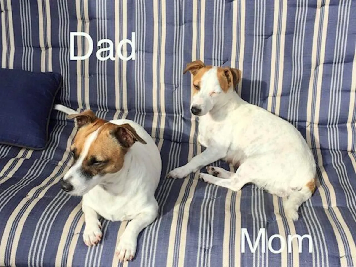 Precious Jack Russell puppies