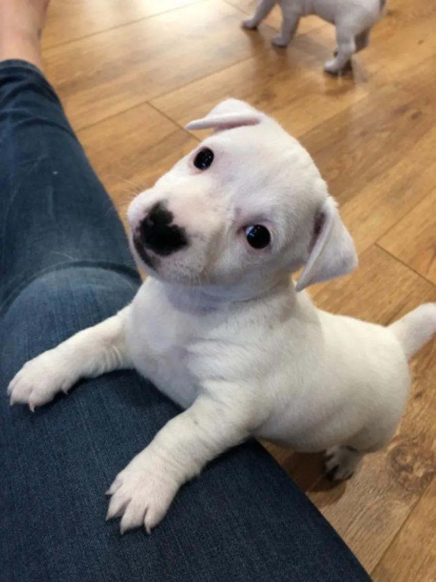 Precious Jack Russell puppies