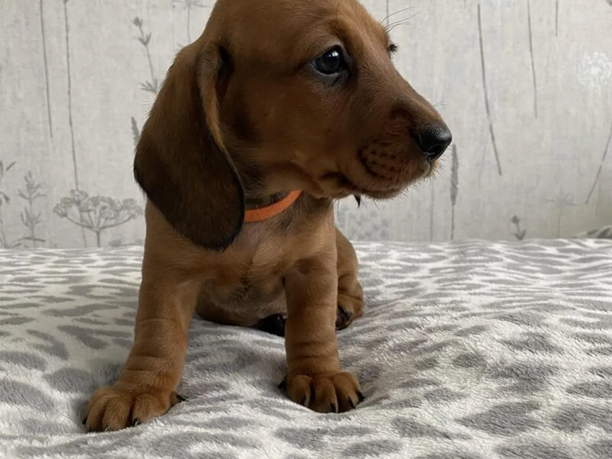 Dachshund puppies registered with the Kennel Club