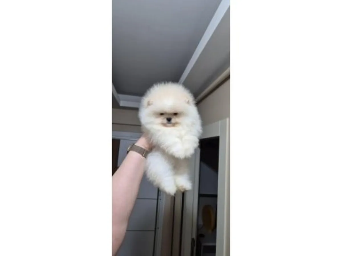 Chiot mâle Poméranien blanc élevé en famille.