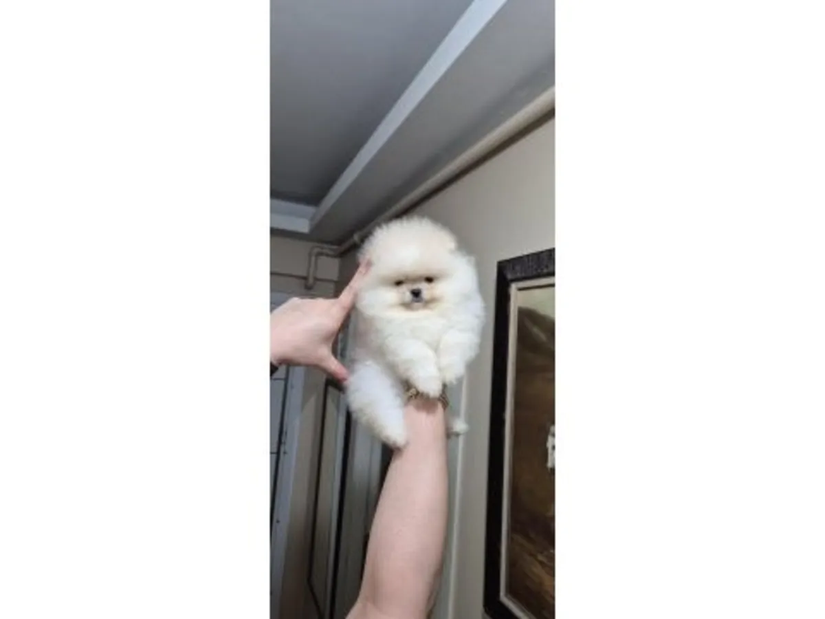 Chiot mâle Poméranien blanc élevé en famille.