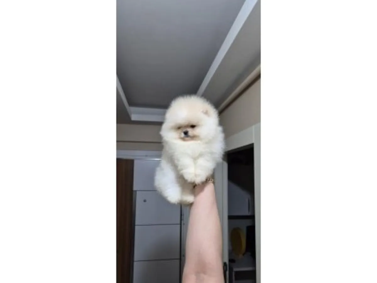 Chiot mâle Poméranien blanc élevé en famille.