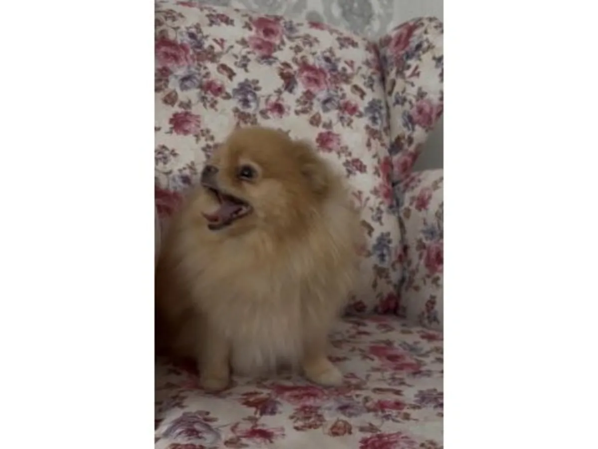 现正为一只橘色博美犬寻找一个充满爱心的家。